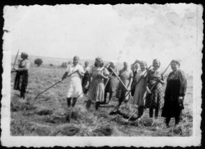 Polinnen bei der Feldarbeit auf dem Rittergut Cassel